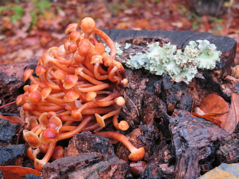 Xeromphalina campanella