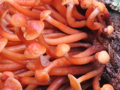 Xeromphalina campanella