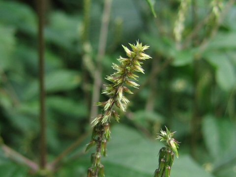 Achyranthes japonica