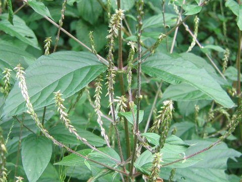 Achyranthes japonica