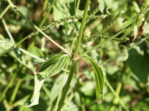 Achyranthes japonica