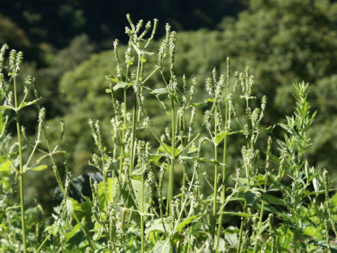 Achyranthes japonica