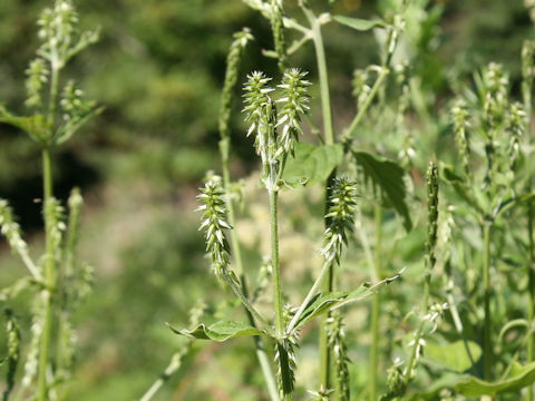 Achyranthes japonica