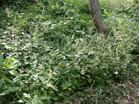 Achyranthes japonica