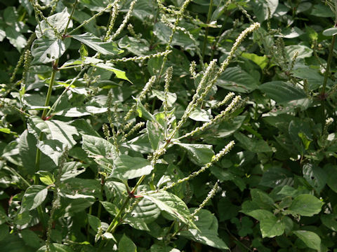 Achyranthes japonica