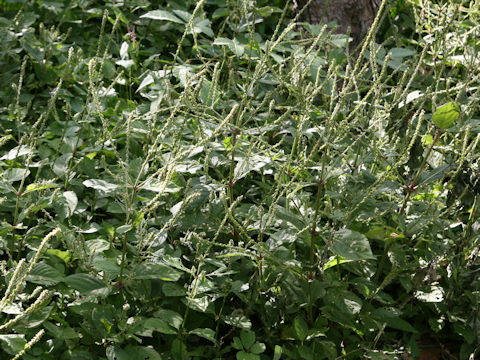 Achyranthes japonica