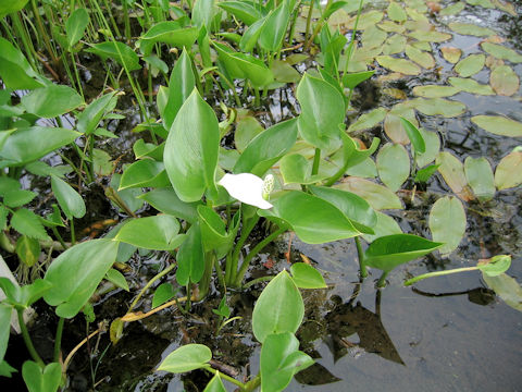 Calla palustris