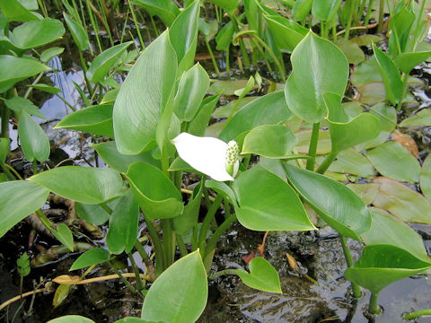 Calla palustris