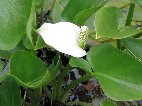 Calla palustris