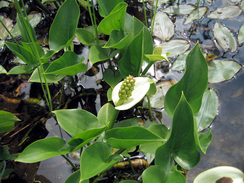 Calla palustris