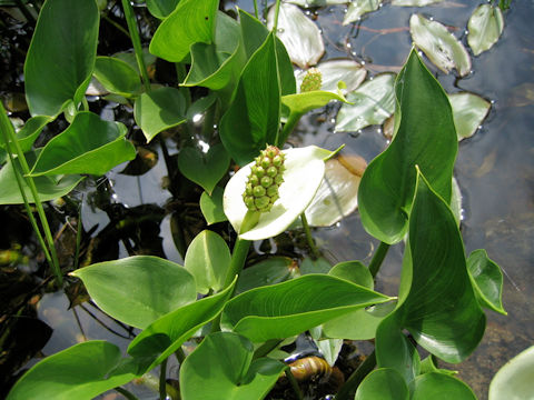 Calla palustris