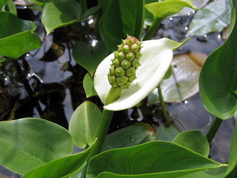 Calla palustris