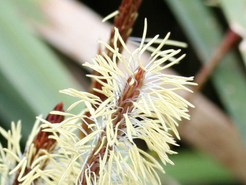 Carex conica