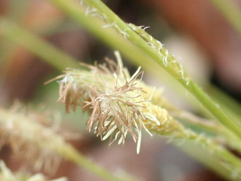 Carex conica