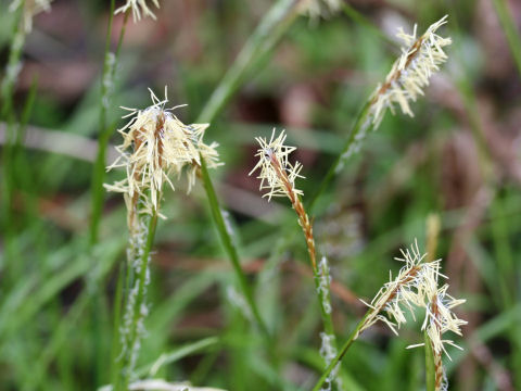 Carex conica