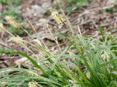 Carex conica