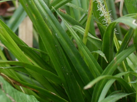 Carex conica