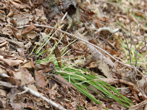 Carex conica