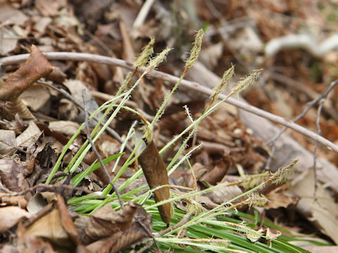 Carex conica