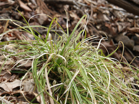 Carex conica