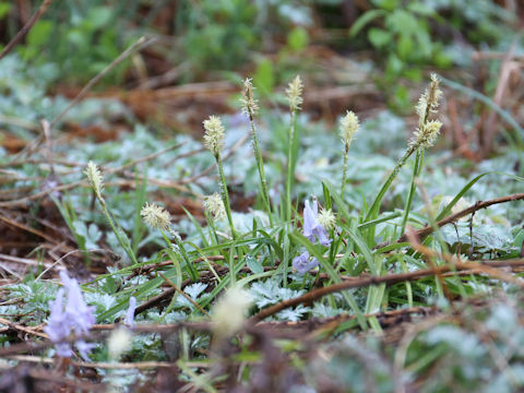 Carex conica