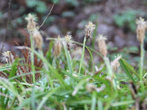 Carex conica