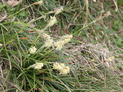 Carex conica