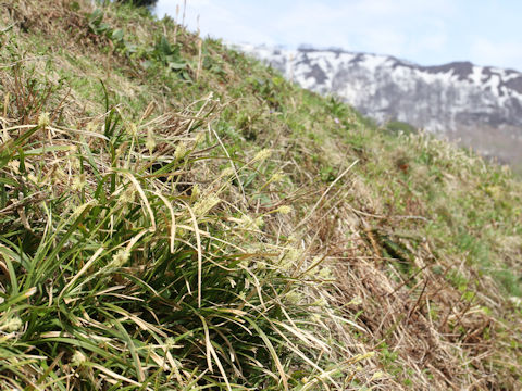 Carex conica