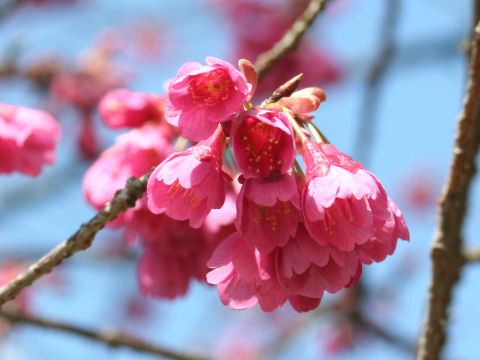 Prunus cerasoides var. campanulata