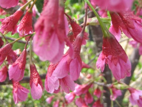 Prunus cerasoides var. campanulata