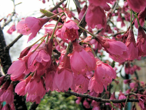 Prunus cerasoides var. campanulata