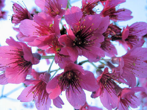 Prunus cerasoides var. campanulata