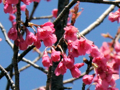 Prunus cerasoides var. campanulata