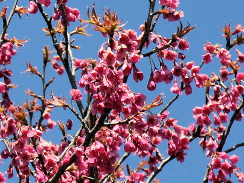 Prunus cerasoides var. campanulata