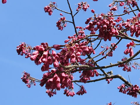 Prunus cerasoides var. campanulata