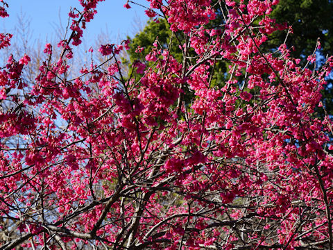 Prunus cerasoides var. campanulata