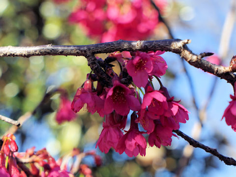 Prunus cerasoides var. campanulata