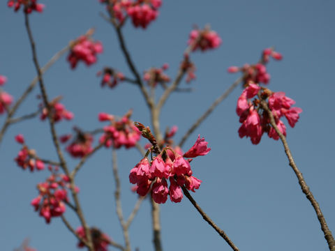 Prunus cerasoides var. campanulata