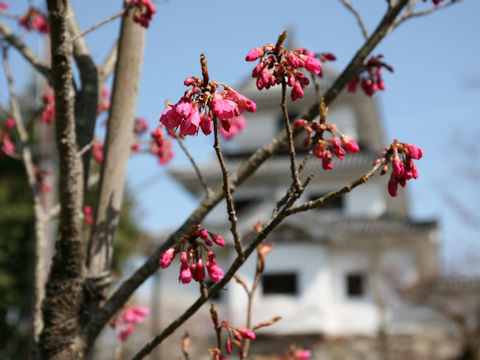 Prunus cerasoides var. campanulata