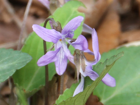 Viola yezoensis