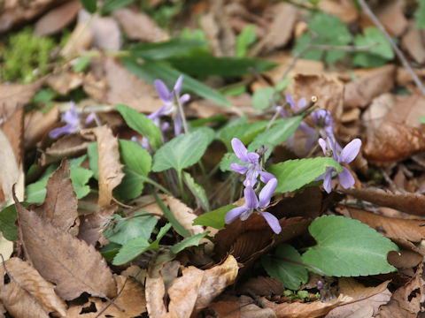 Viola yezoensis