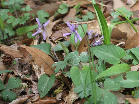 Viola yezoensis