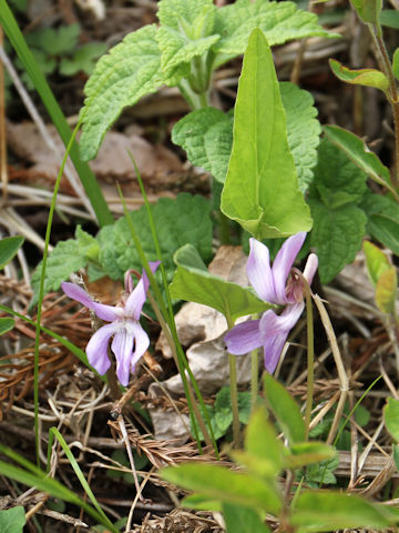 Viola yezoensis