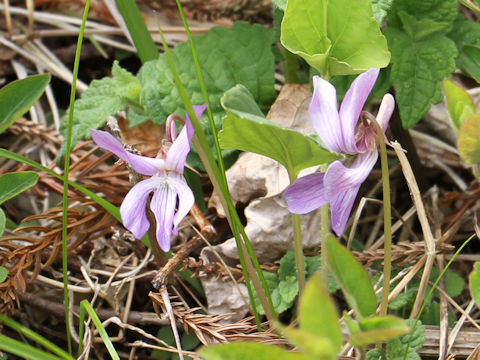 Viola yezoensis