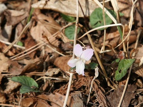 Viola yezoensis