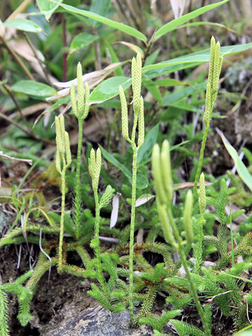 Lycopodium clavatum