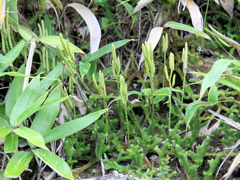 Lycopodium clavatum