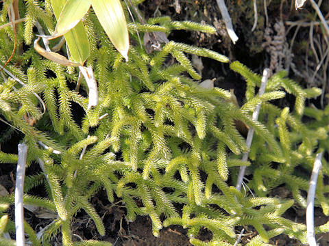 Lycopodium clavatum