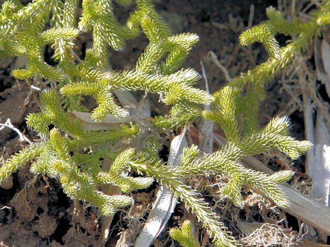 Lycopodium clavatum