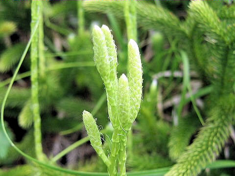 Lycopodium clavatum